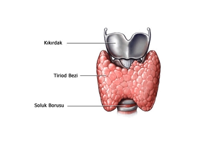 Tiroid Bezi ve Boyundaki Yeri