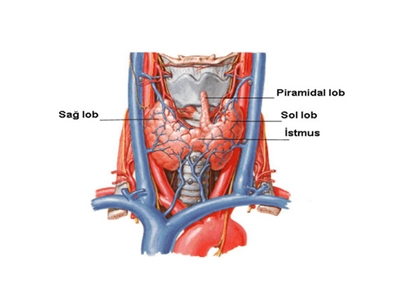Tiroid Bezi ve Komşulukları
