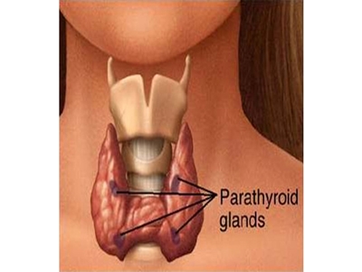 Parathyroid Glands